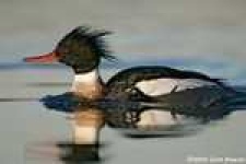 image of red_breasted_merganser