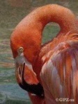 image of animal