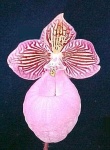 image of flower