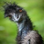 image of bird