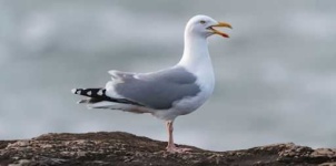 image of seagull