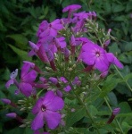 image of flower