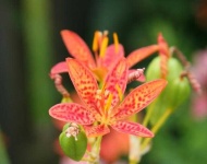 image of flower