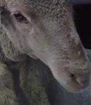 image of animal