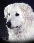 image of kuvasz