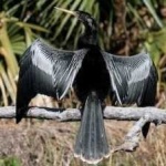 image of bird