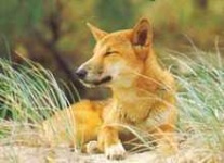 image of dingo