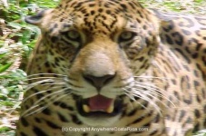 image of jaguar_car