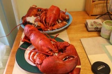 image of american_lobster #10