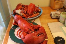 image of american_lobster