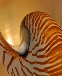 image of chambered_nautilus