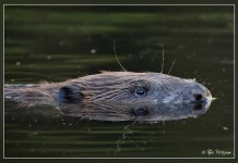 image of beaver