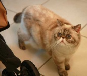 image of animal