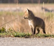 image of kit_fox