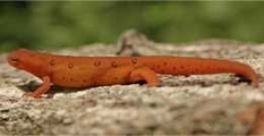 image of eft