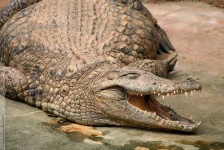 image of african_crocodile