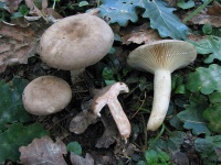 image of mushrooms