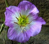 image of flower