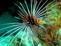 image of lionfish