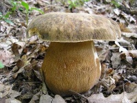 image of mushrooms