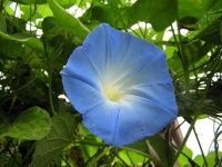image of flower