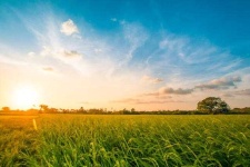 image of grass