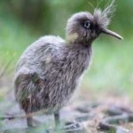 image of bird