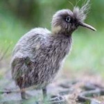 image of bird_kiwi #133