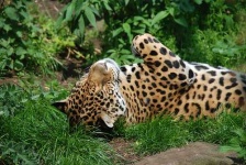 image of jaguar_car