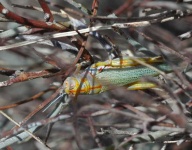 image of grasshopper