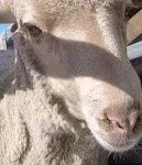 image of animal