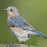 image of bird