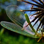 image of lacewing
