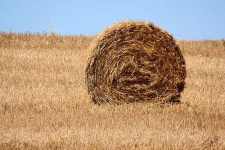 image of hay