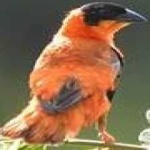 image of bird