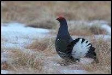 image of black_grouse #24