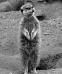 image of meerkat #14