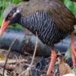 image of bird
