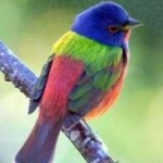 image of bird