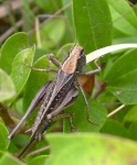 image of cricket