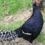 image of bird