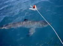 image of great_white_shark #19