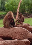 image of baboon