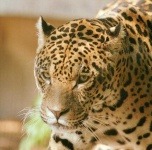 image of jaguar_car