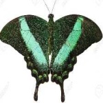 image of animal