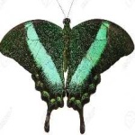 image of banded_butterfly #187