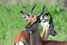 image of animal