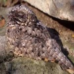 image of bird
