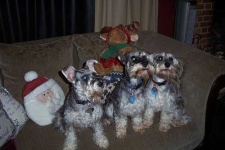 image of miniature_schnauzer