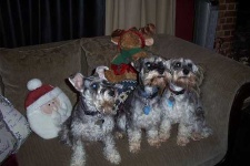 image of miniature_schnauzer #9